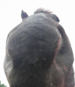 Vin the Horse Takes Selfies