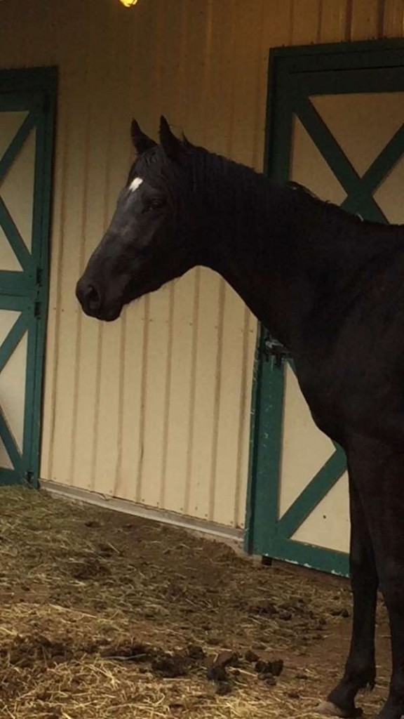 Free Horses For Sale Near Me Find Your Forever Friend For Free - 5ar3lzc