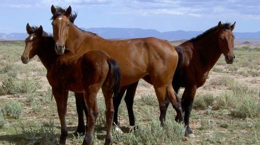 BLM to Begin Using ‘Birth Control’ Vaccine on Utah Mustang Herd