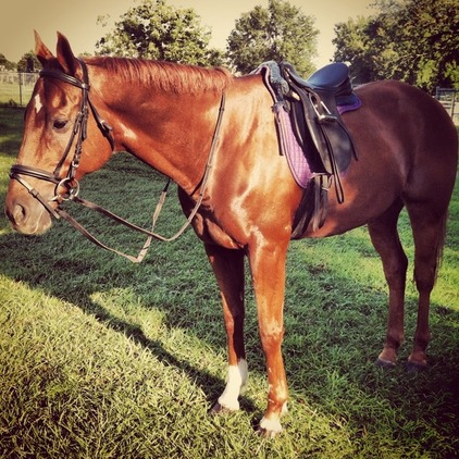 Free Horses For Sale Near Me Find Your Forever Friend For Free - tuzmcnu