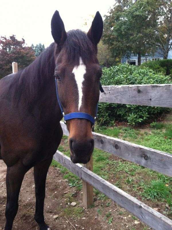 Free Horses For Sale Near Me Find Your Forever Friend For Free - s99nrd4