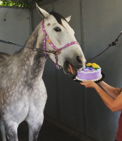 17 Reader-Submitted Horses With Unusual Tastes