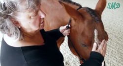 Q&A With Sharon May-Davis, Equine Anatomist