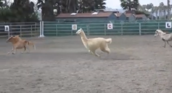Video: Alpaca Gone Wild