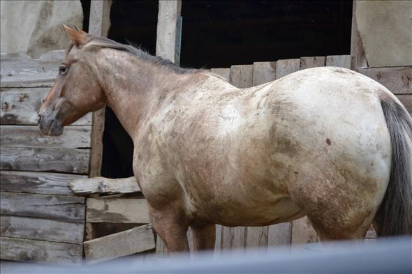 Free Horses For Sale Near Me Horses Seeking Their Forever Homes - 2jm1c7f