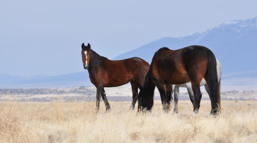 The Vaccine That Could Save the Range: PZP and Mustangs