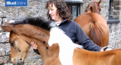 Me & My Shadow: Foal Born With Unusual Markings