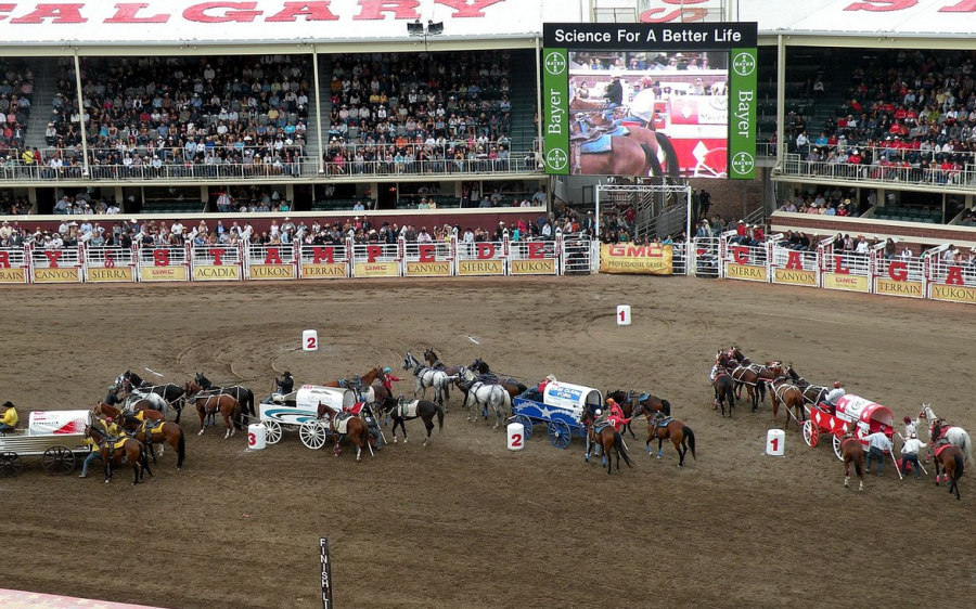 Equine Death Toll From 2015 Calgary Stampede Now Up to 4 HORSE NATION