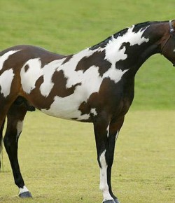 4 Horse Myths Circulating On The Internet