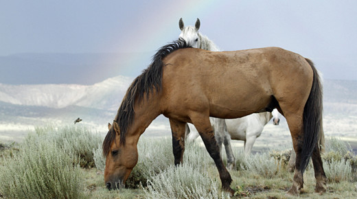 At Home on the Range: Q&A With TJ Holmes, Mustang Advocate