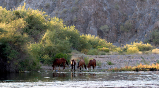 What’s Going On With the Salt River Horses?