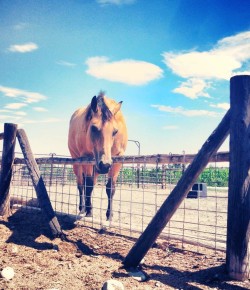 8 More (Frankly Hilarious) Examples of Equine Destruction