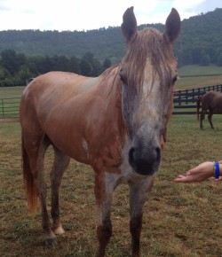 #TBT: Your First Gray Horse