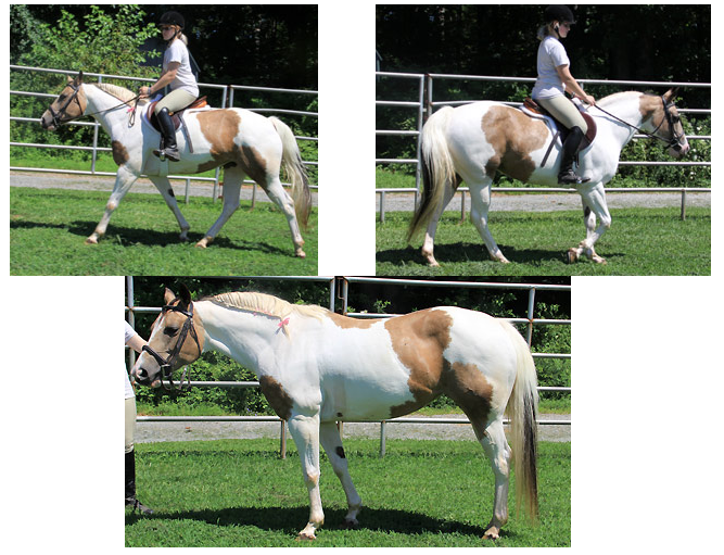 Six Adoptable Horses From Around The Nation HORSE NATION