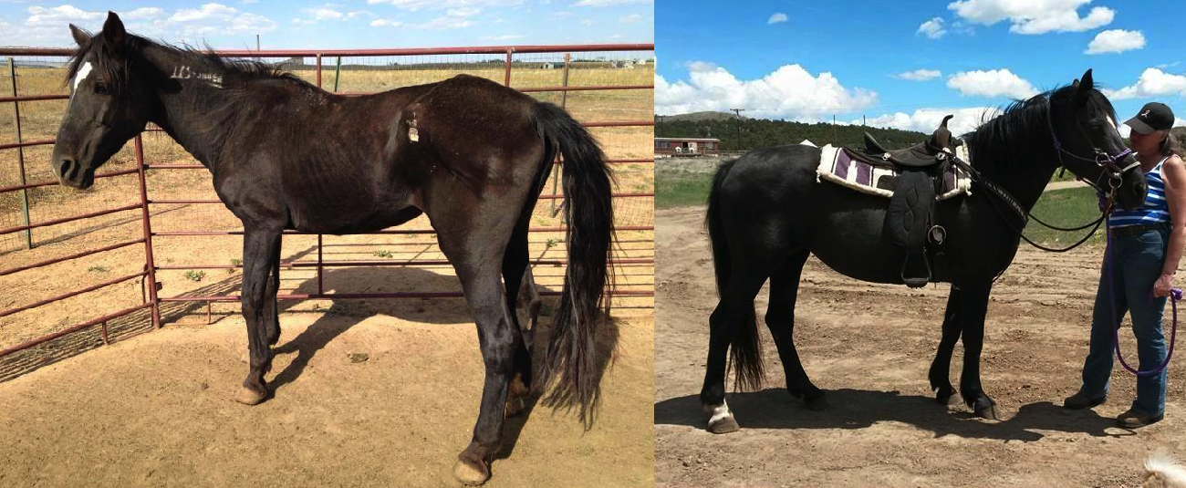 Friday Standing Ovation by Ovation Riding Colorado Horse Rescue Network HORSE NATION