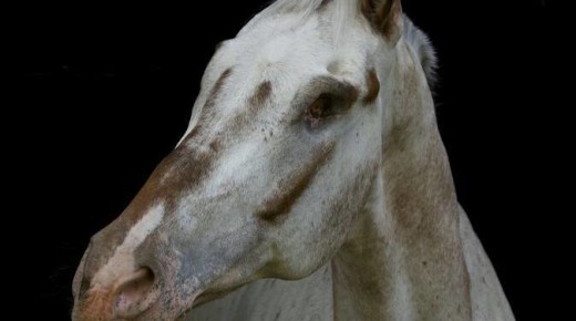 Remembering Endo, a Blind Horse