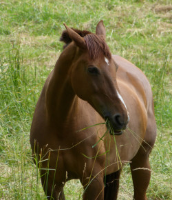 HN Christmas Carols: ‘The 12 Days of Horse-mas’