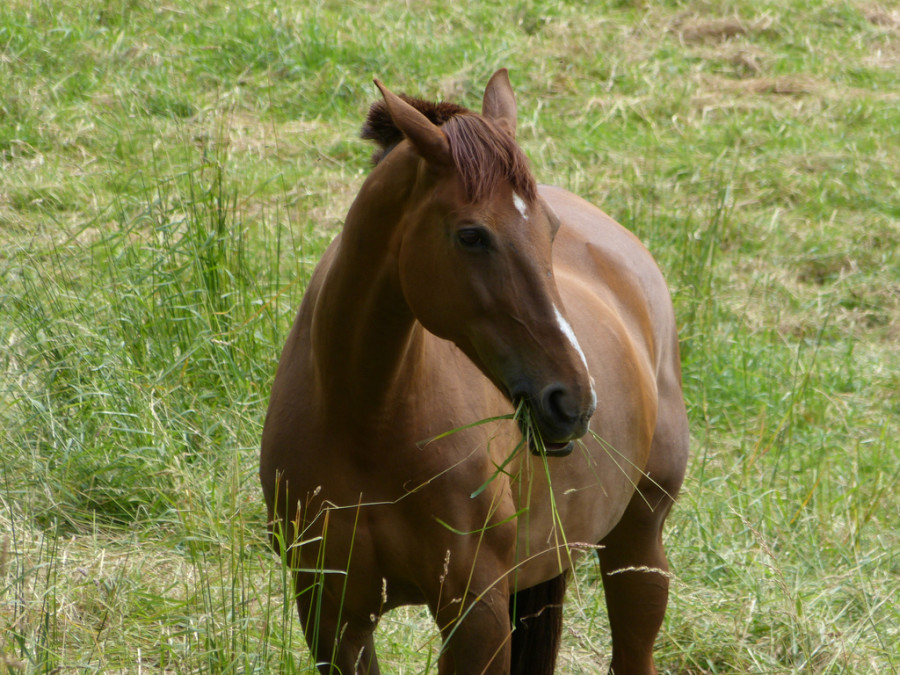 HN Christmas Carols ‘The 12 Days of Horsemas’ HORSE NATION
