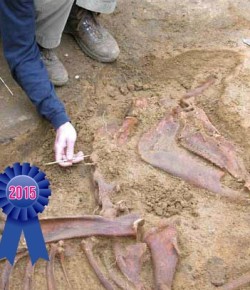 2015 Best of HN #22: Prehistoric Remains Thought To Be Those of Actual ‘Unicorn’