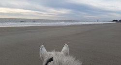 Sterling Visits the Sea