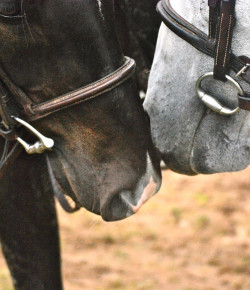 Kentucky Performance Products: EHV-1 Fact Sheet