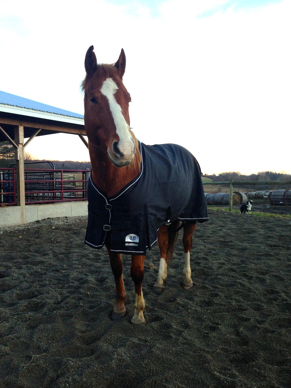 Monday Morning Feed From SmartPak Rockin’ SP Classic Blanket Review HORSE NATION