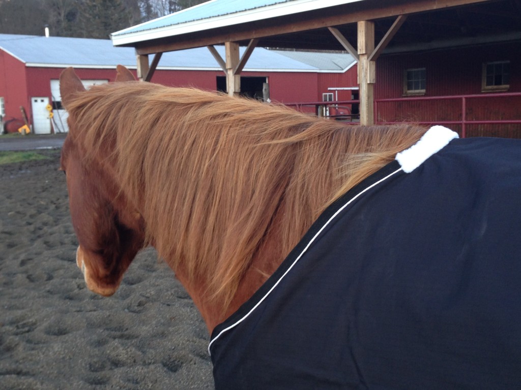 Monday Morning Feed From SmartPak Rockin’ SP Classic Blanket Review