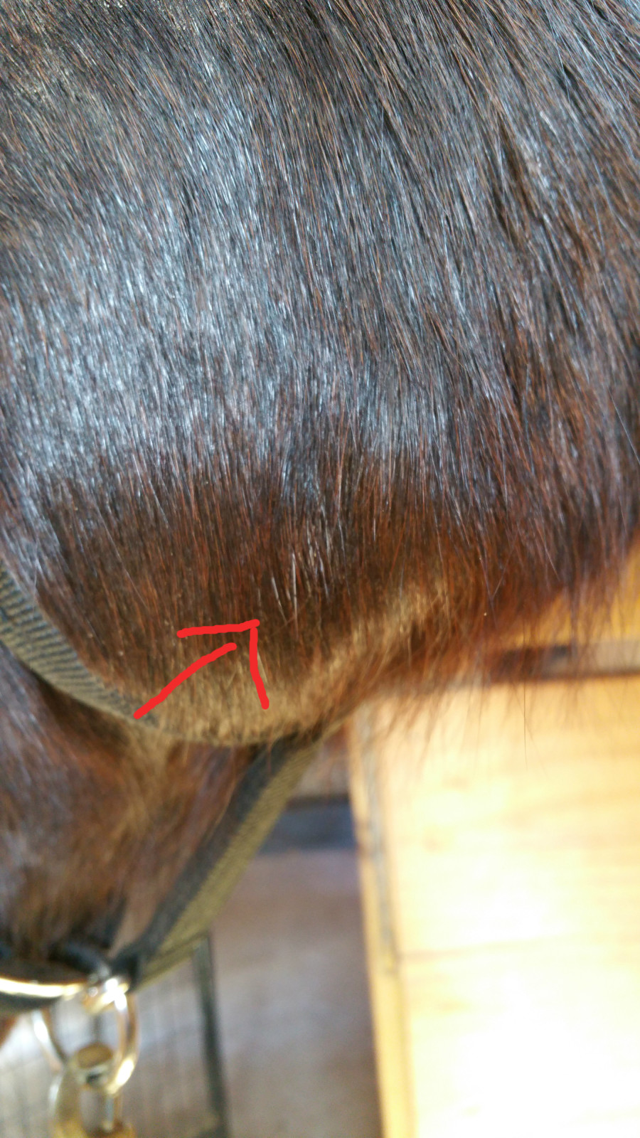 What The Muck Is That? Reader Edition Bovine Lumpy Jaw HORSE NATION