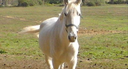 Come For the 16.5 Horse, Stay For the Comments