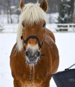 Kentucky Performance Products: Winter Dehydration