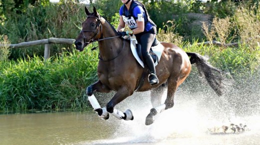 24-Hour Photo Challenge: 22 Airborne Horses