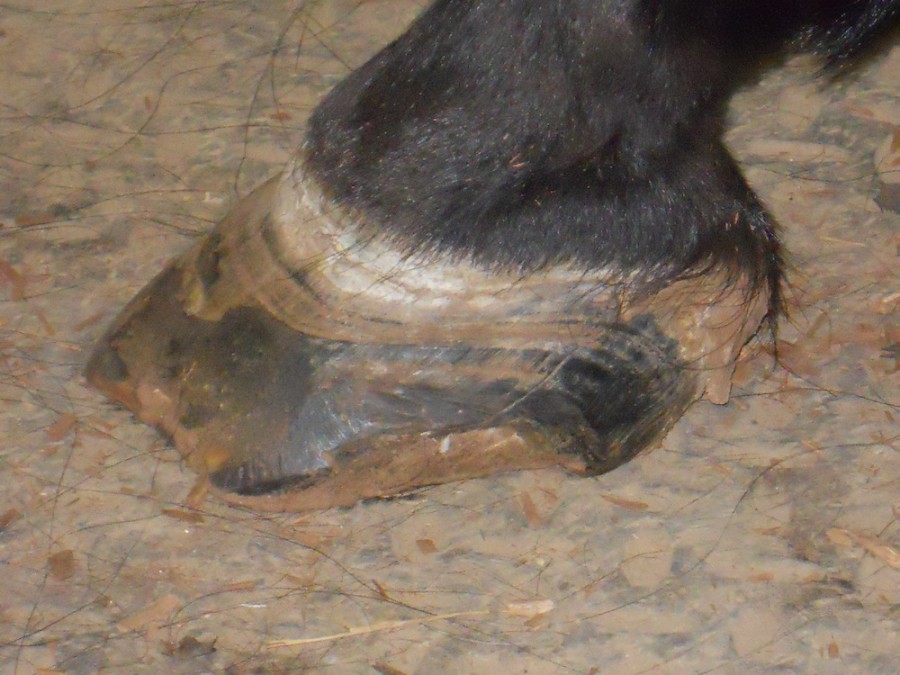 Saving Theo ‘Big Lick’ Rehabilitation Continues HORSE NATION