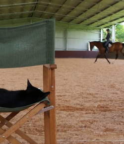 #horsenation ‘Grams of the Week