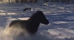 Daily Dose of Adorable: Dave the Mini