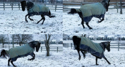 #horsenation ‘Grams of the Week