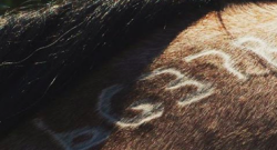 Photo Challenge: 11 Horse Brands