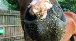 Photo Challenge: 10 Horses Wearing Their Dinner