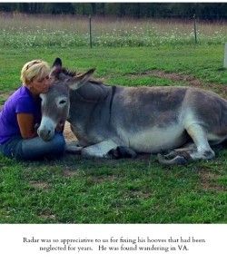 Standing Ovation by Ovation Riding: A Year of Ovations