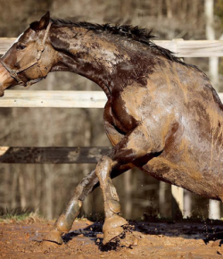 Photo Challenge: 9 Horses Enjoying the Mud Spa