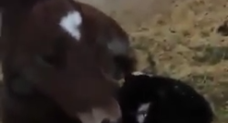 Daily Dose of Adorable: Feline & Foal Besties