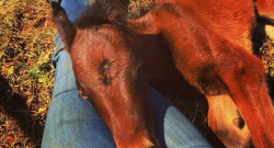 #horsenation ‘Grams of the Week