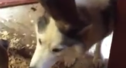 Daily Dose of Adorable: Foal Meets Husky