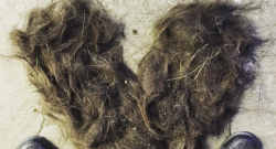 Photo Challenge: 4 Shed Horsehair Sculptures