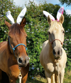 8 Readers’ Horses Wearing Bunny Ears