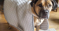 #horsenation ‘Grams of the Week