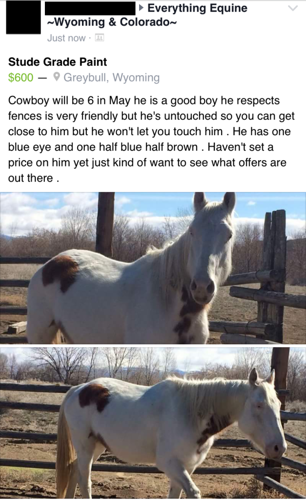 CRAIGSLIST HORSE NATION