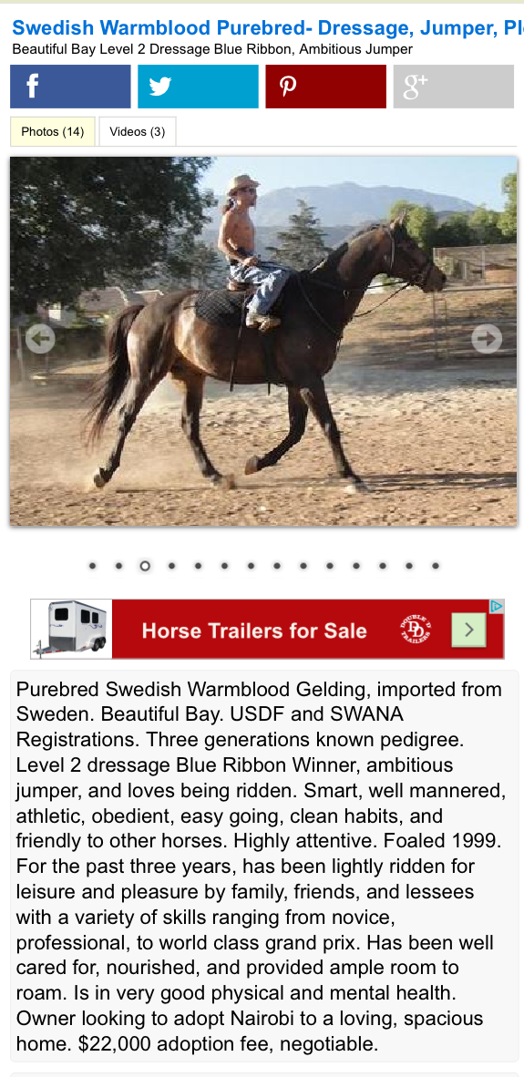 CRAIGSLIST HORSE NATION