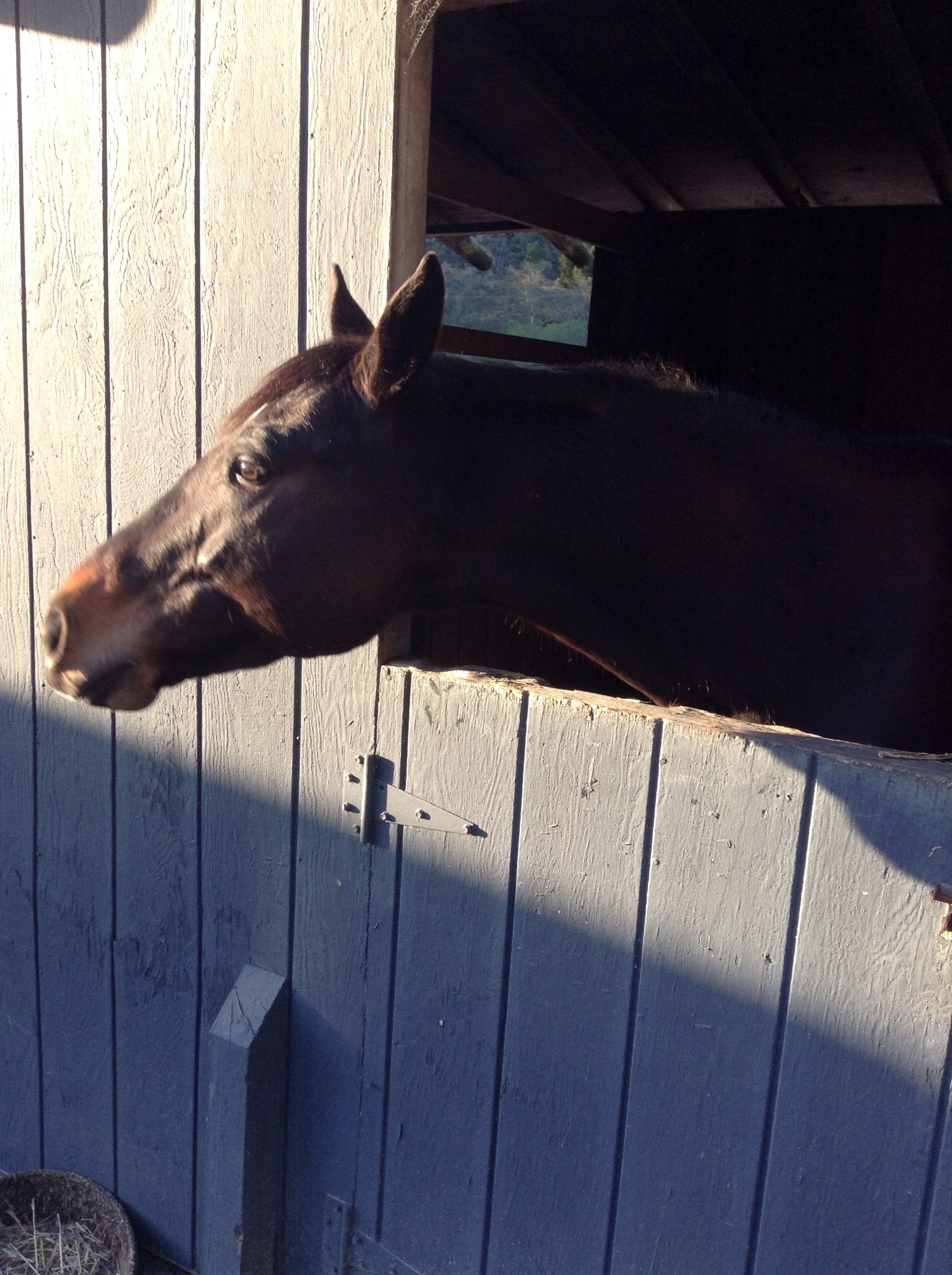 Your Turn Sometimes, the Horse Chooses You HORSE NATION