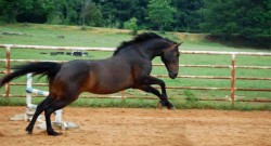 Photo Challenge: 13 Horses Celebrating Leap Day