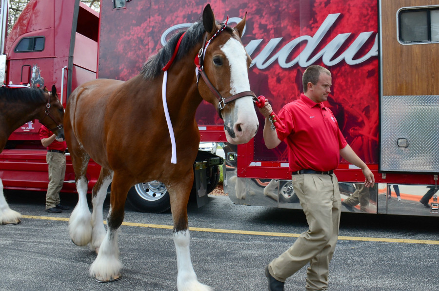 Dream Job Alert Budweiser Clydesdales Are Hiring New Handler HORSE